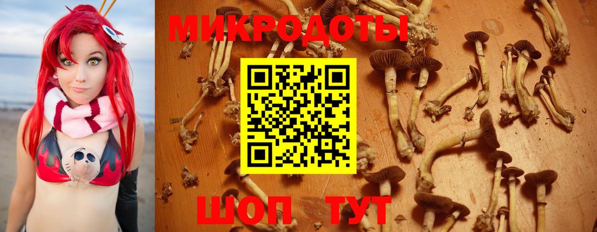 Галлюциногенные грибы Psilocybe Щёкино